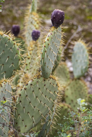 France, Gard, Uzès, cactus and prickly pear