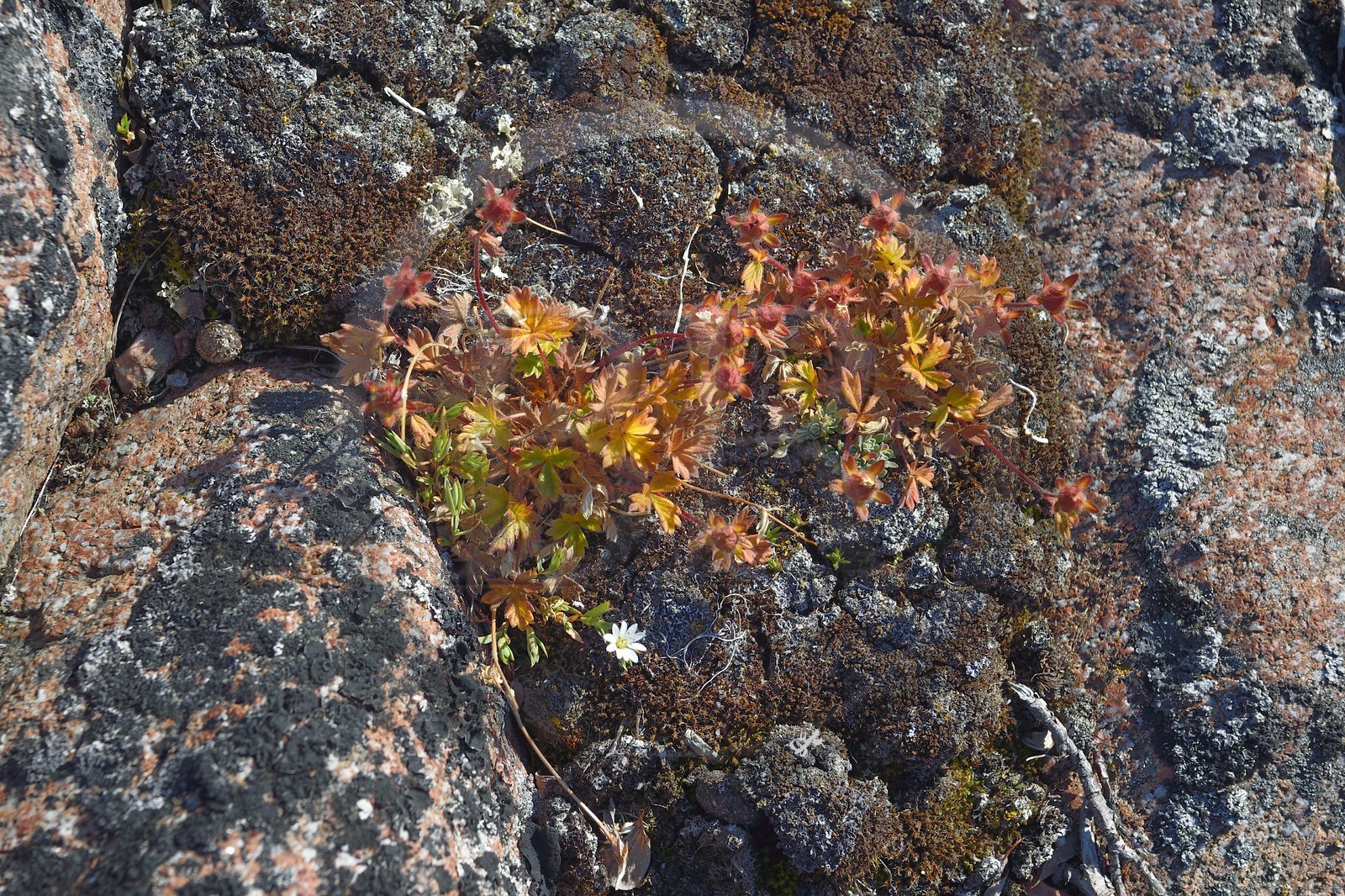 Greenland, North West coast, Smith sound north of Baffin Bay, Inglefield Land, site of Etah in Foulke fjord, during the short annual flowering period the plants are very colorful to attract pollinating insects