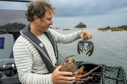 France, Finistère, Morlaix bay, Carantec, basket fishing, basket fishing, spider crab (Maja brachydactyla) and blue lobster