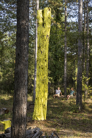 France, Var (83), Provence Verte, Bras, Académie du Bain de Forêt Provençale, forêt du domaine Le Peyrourier - une campagne en Provence
