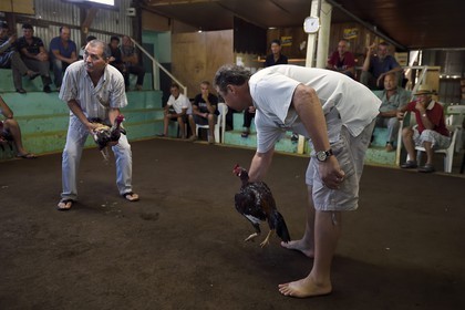 France, Ile de la Reunion, Petit Tampon, combat de coqs dans le Rond de Coq