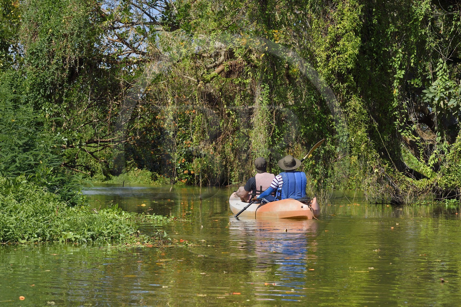 Nicaragua, Ile d'Ometepe réserve mondiale de Biosphère sur le lac Nicaragua, exploration en kayak du marais le long du Rio Istian