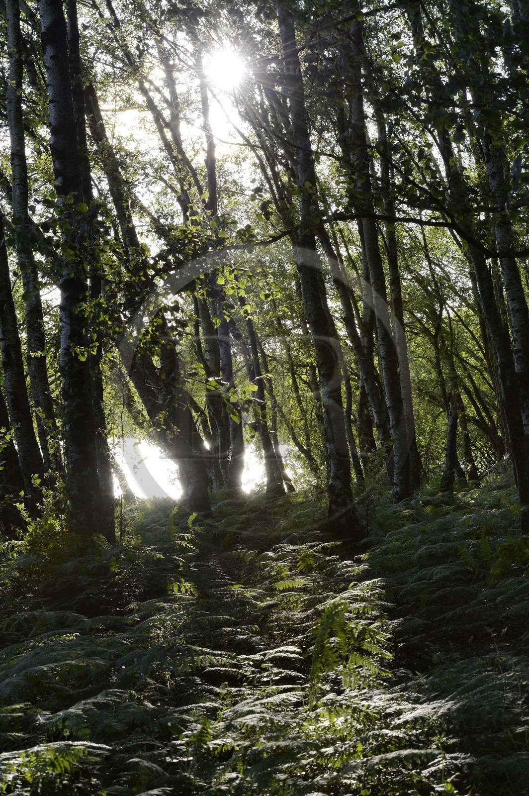 France, Ille-et-Vilaine (35), forêt de Brocéliande, bouleaux