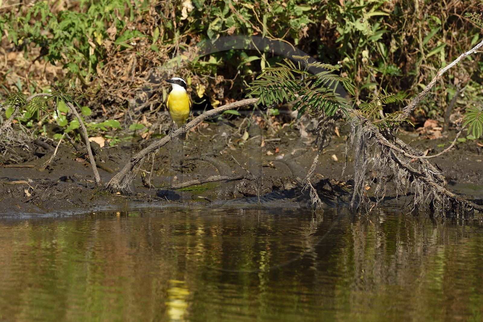 Nicaragua, Ile d'Ometepe réserve mondiale de Biosphère sur le lac Nicaragua, marais le long du Rio Istian, Tyran quiquivi (Pitangus sulphuratus)