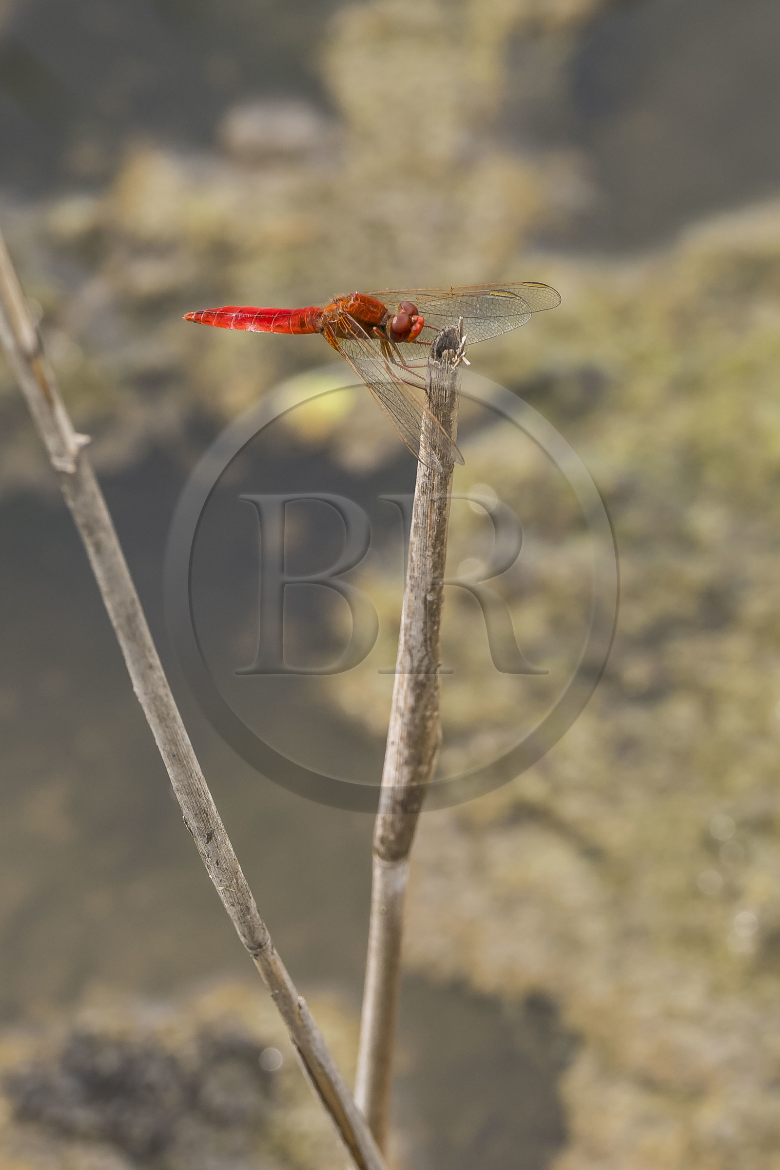 France, Gard (30), Vauvert, la Petite Camargue, réserve naturelle régionale du Scamandre, libellule écarlate (Crocothemis erythraea) ou Crocothémis écarlate