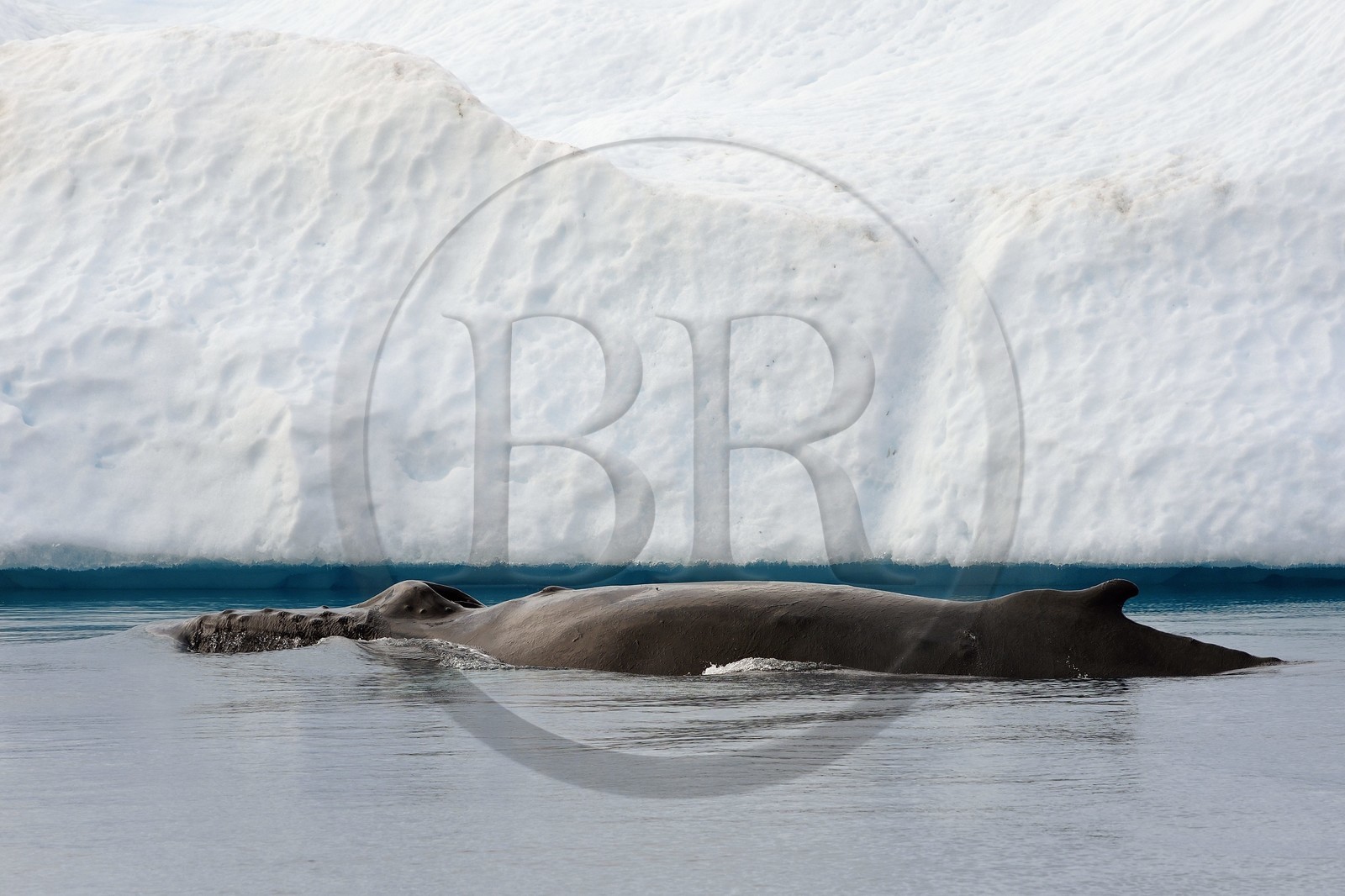 Groenland, cote ouest, baie de Disko, Ilulissat, fjord glacé classé Patrimoine Mondial de l'UNESCO qui est l’embouchure maritime du glacier Sermeq Kujalleq, baleine à bosse ou rorqual à bosse (Megaptera novaeangliae)