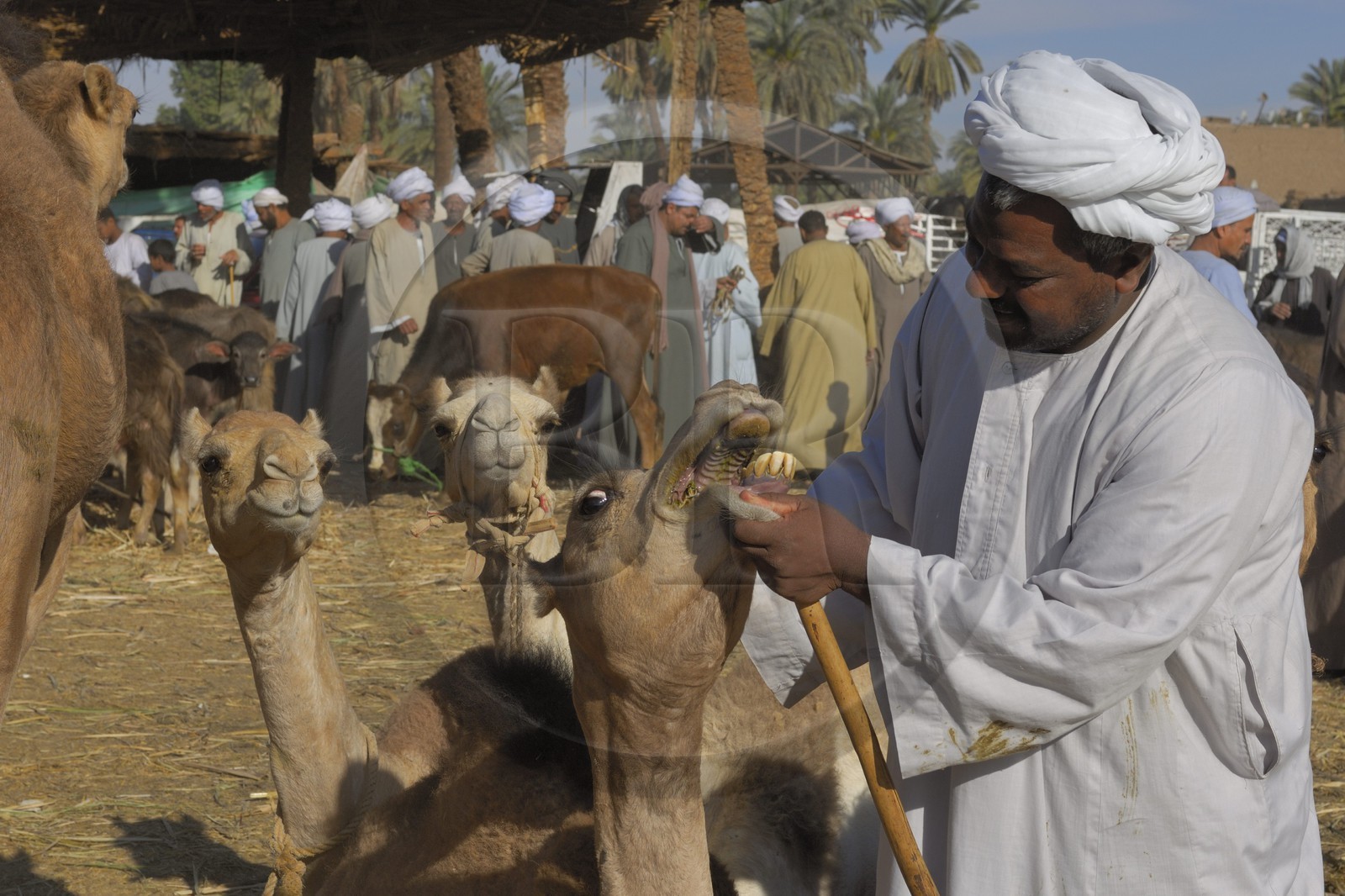 Egypt, Upper Egypt, Daraw in North Aswan, dromedaries market