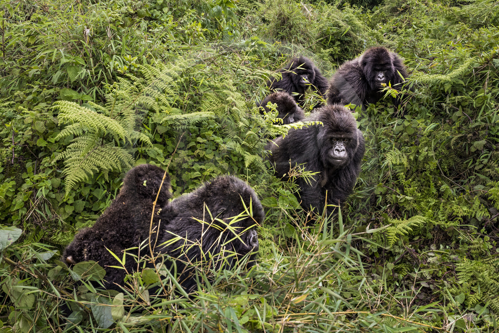 Rwanda, Province du Nord, Parc National des Volcans dans la chaine des Monts Virunga, mont Karisimbi, gorilles des montagnes (Gorilla beringei beringei) du groupe Susa