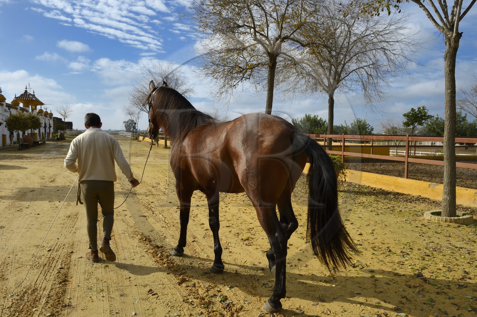 Espagne, Andalousie, province de Séville, Utrera, le haras Ayala (Yeguada Ayala), Pure race espagnole ou PRE (Pura Raza Espanola)