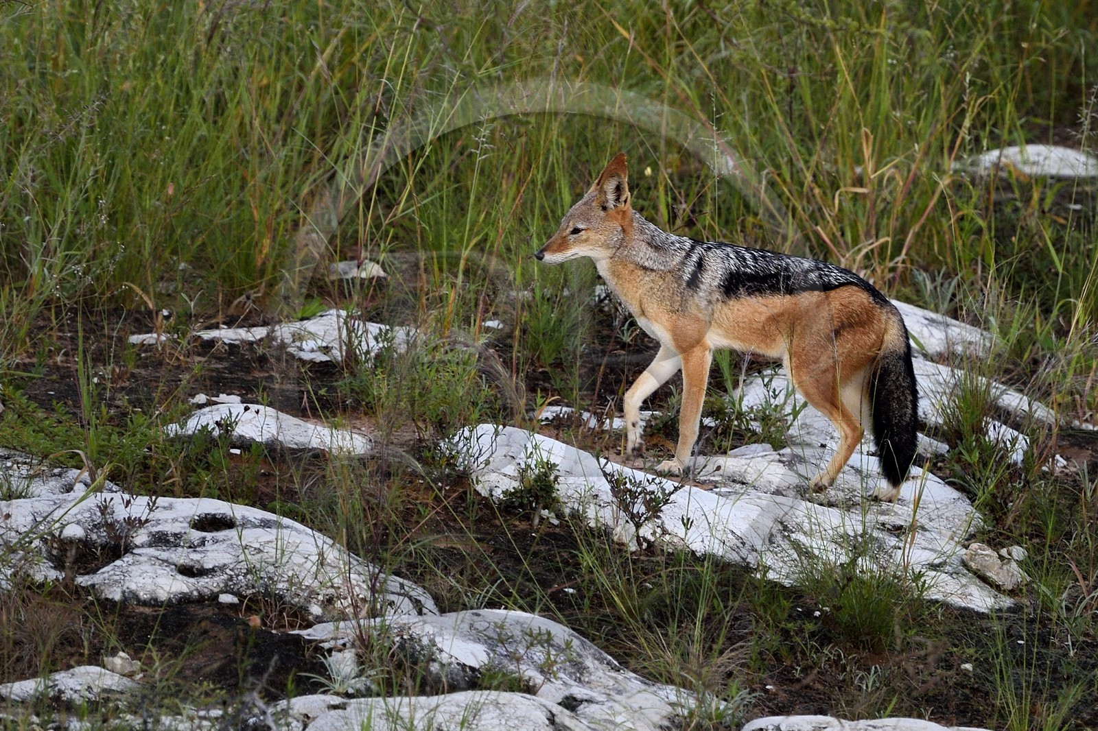 Namibie, région de Oshikoto, Parc National d'Etosha, chacal à chabraque (Canis mesomelas)