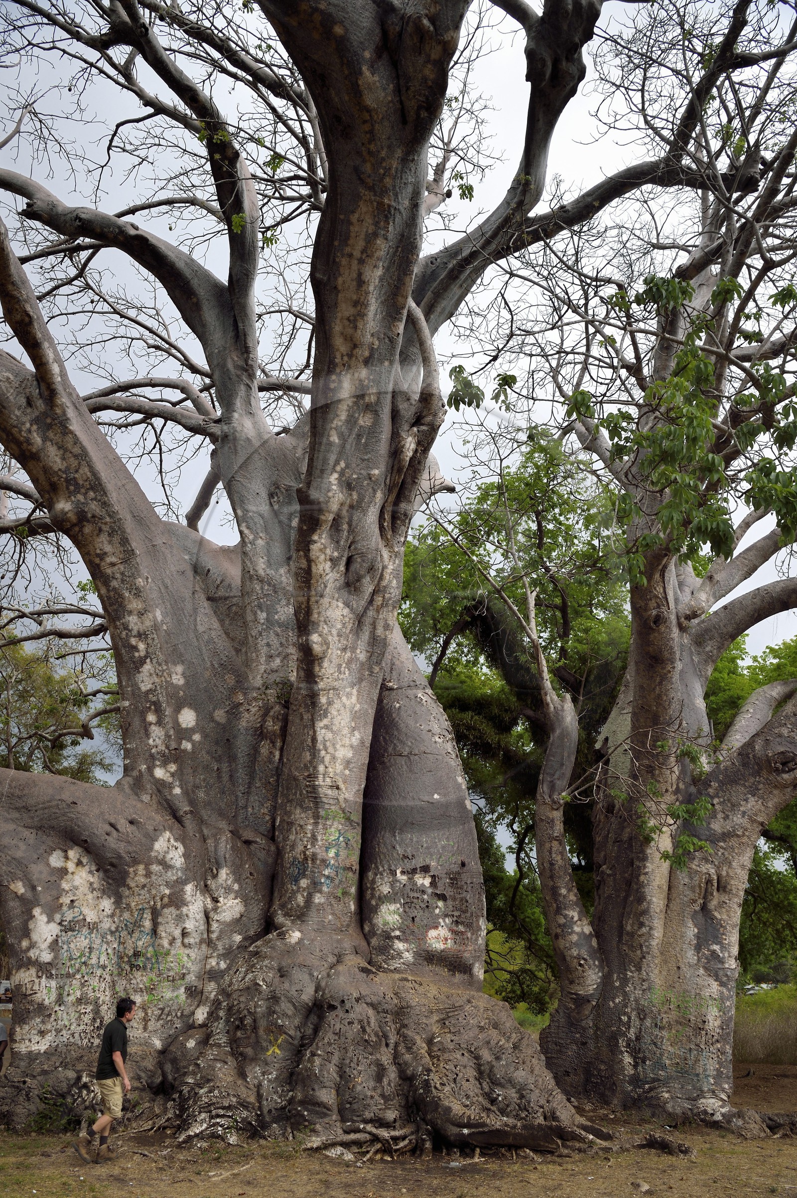 France, Ile de Mayotte, Grande-Terre, Bandrélé, Musical plage, le plus gros baobab de l'ile