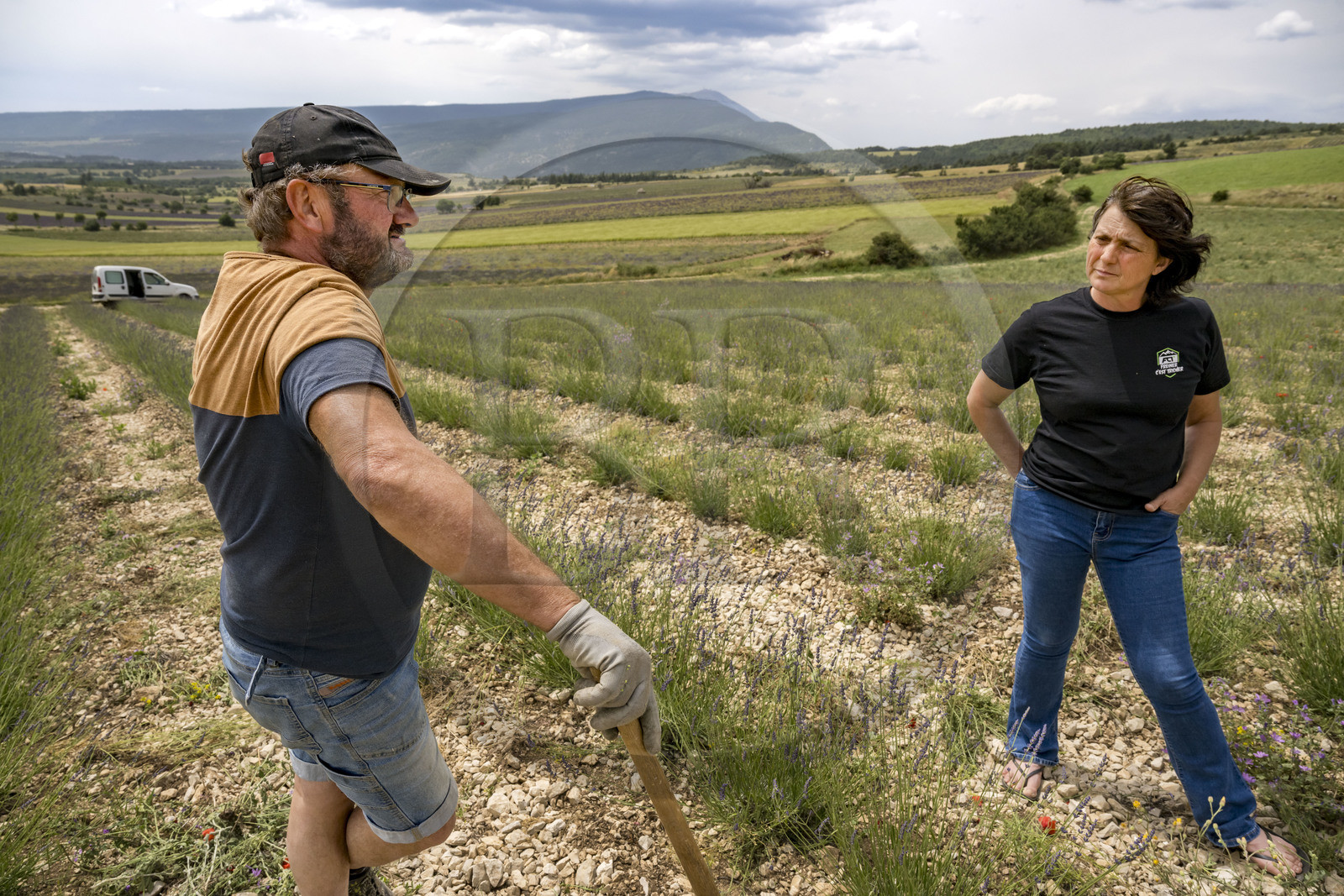 France, Drôme (26), Drome provençale, Pays de Sault, Ferrassières, les lavandiculteurs Nathalie et Jean-Pierre Busi bêchent leur champ de lavandes pour en enlever les mauvaises herbes