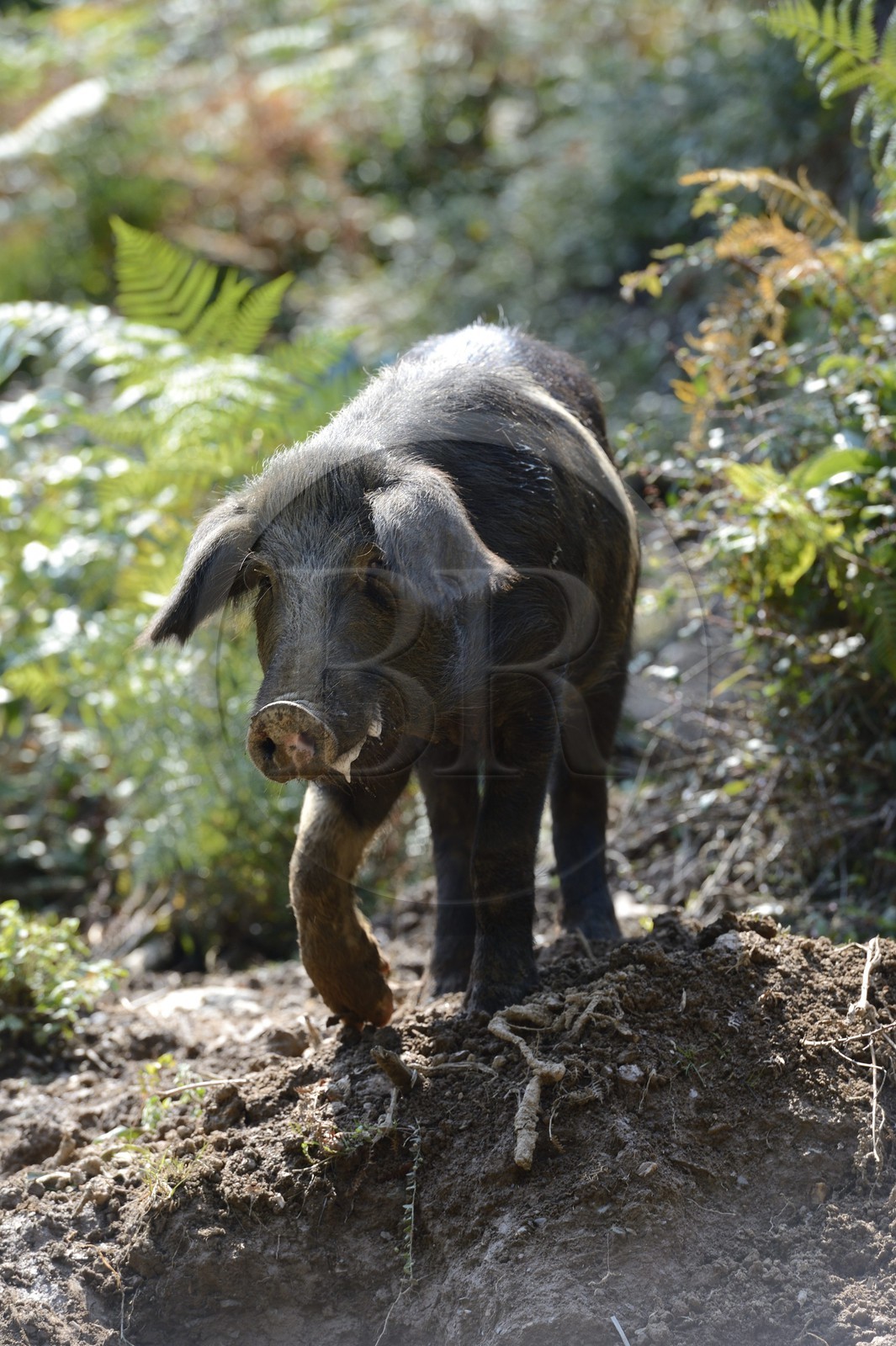 France, Haute-Corse (2B), Castagniccia, cochon semi-sauvages en liberté
