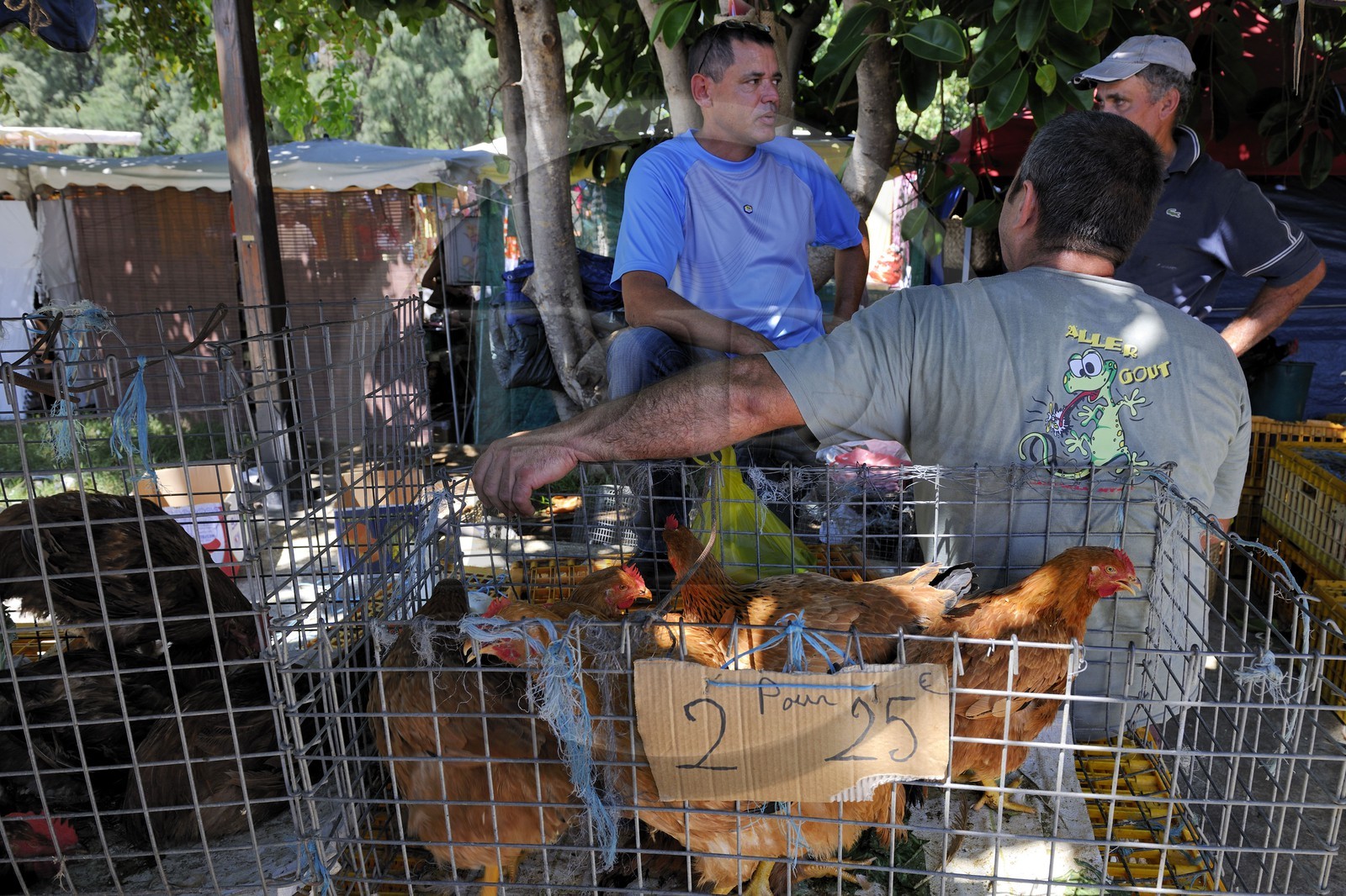 France, Reunion island (French overseas department), Saint Pierre, market on Saturdays, chicken stalls
