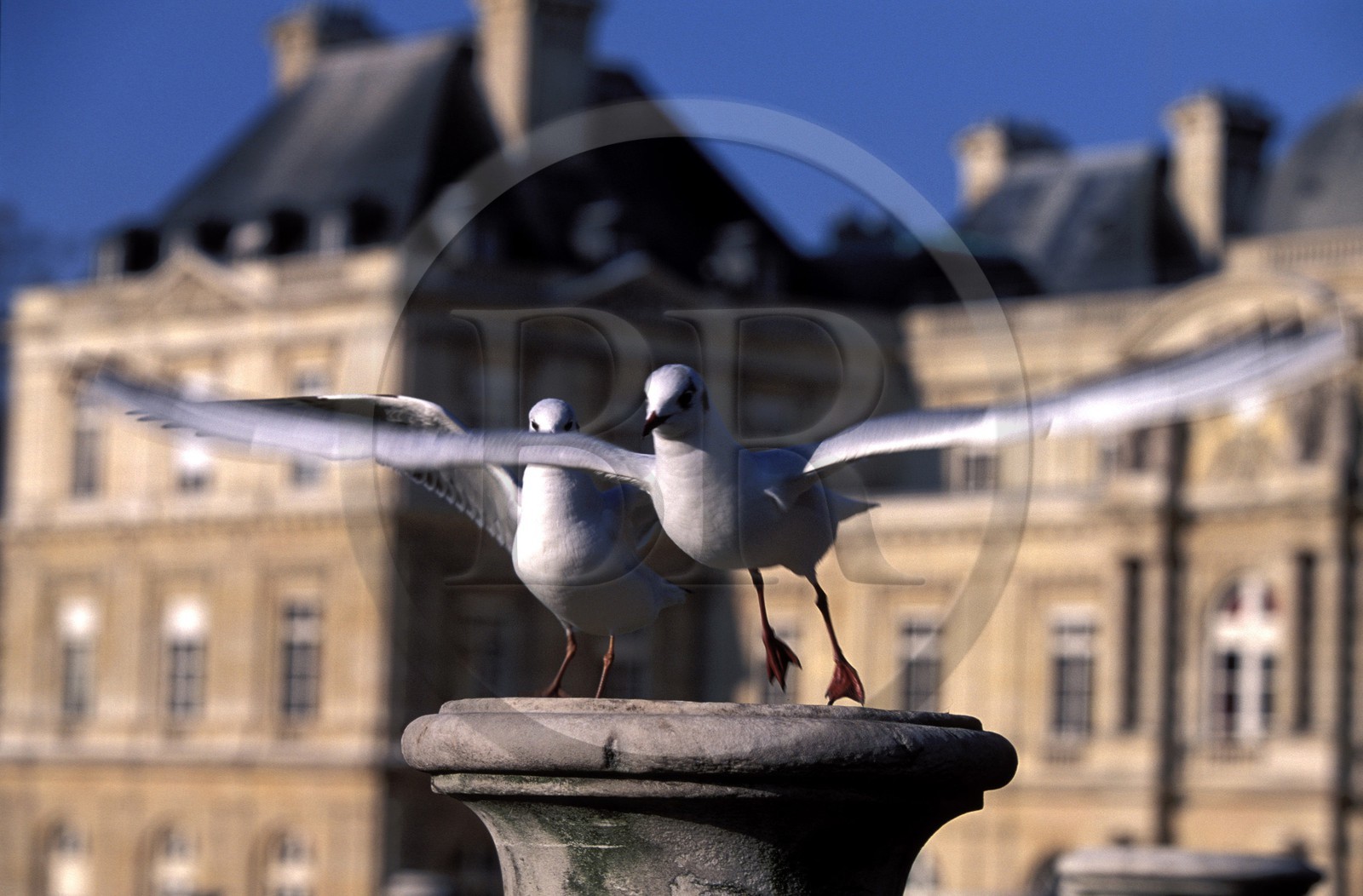 France, Paris, sea gull at the garden of Luxembourg, Senate (Luxembourg Palace)