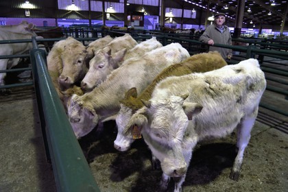 France, Seine Maritime, Forges les eaux, livestock market (mainly cows)