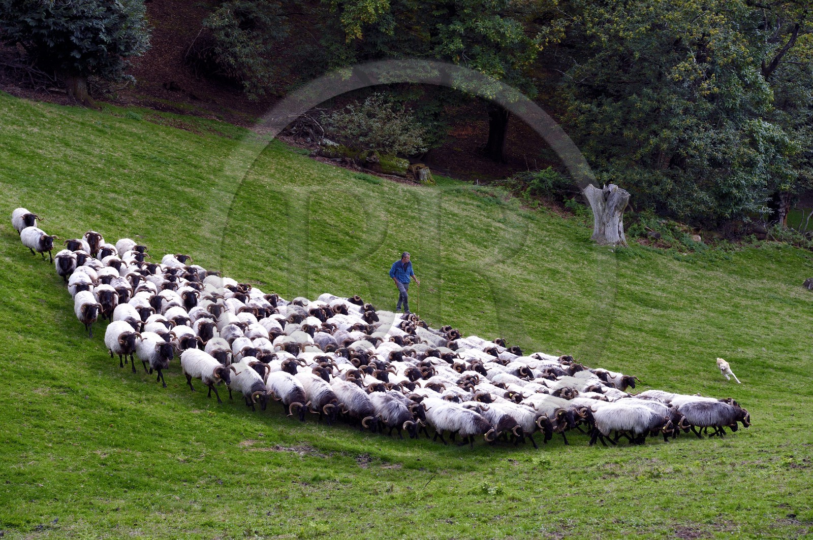 France, Pyrénées-Atlantiques (64), Pays-Basque, vallée des Aldudes, Urepel, l'éleveur de brebis manech tête noire Jean-Bernard Etchebarren