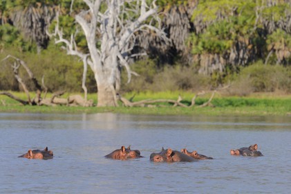 Tanzanie, Reserve de gibier de Selous une des plus grandes zones protégées au monde et inscrite sur la liste du patrimoine mondial de l’Unesco depuis 1982, hippopotames sur le lac Nzerakera formé par la rivière Rufiji