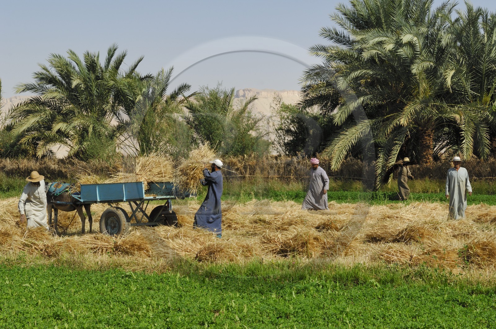 Egypte, désert libyque, oasis de Dakhla, travaux des champs