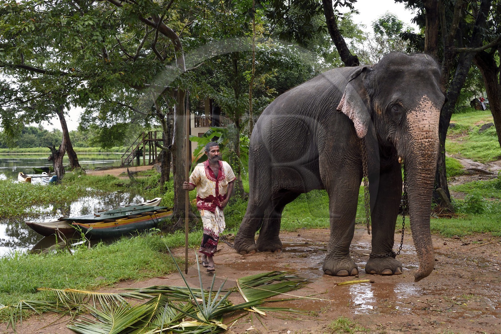 Sri Lanka, province centrale, district de Matale, Sigiriya, éléphant avec son cornac