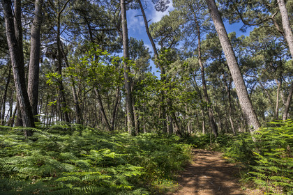 France, Côtes d'Armor (22), Grand Site de France Cap d'Erquy – Cap Fréhel, Sables-d'Or-les-Pins à Fréhel, chemin de Grande Randonnée GR34 dans la  forêt de chêne et pins à l'Est de Sables d'Or