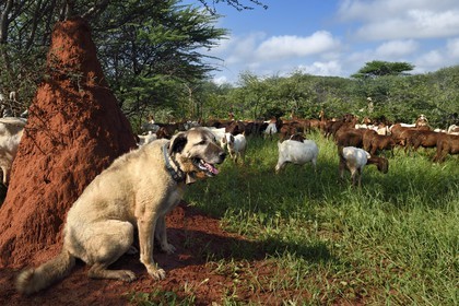 Namibie, Otjiwarongo, Cheetah Conservation Fund, centre de recherche et d'éducation, le Livestock Guarding Dog Program (programme chien de garde du bétail) du CCF a été très efficace pour réduire les taux de prédation et ainsi aussi l'inclinaison des agriculteurs à piéger ou tirer sur des guépards, chien Berger d'Anatolie aussi connu sous le nom de Kangal surveillant un troupeau de chèvres Boer et de moutons Damara