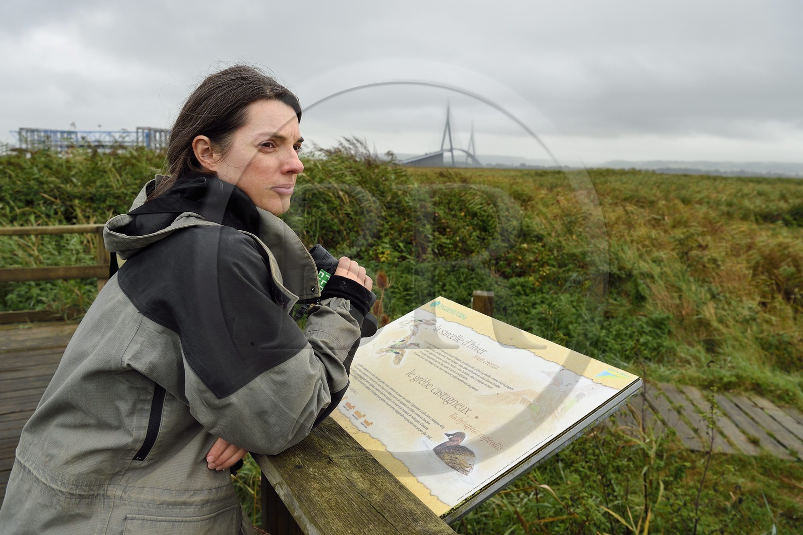 France, Seine Maritime, Natural Reserve of the Seine estuary and Normandy bridge, Stephanie Reymann from the Maison de l'Estuaire on the discovery trail into the reed bed