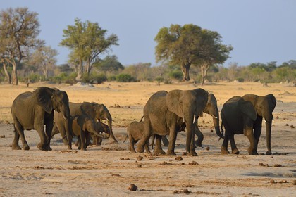 Zimbabwe, province de Matabeleland septentrional, parc national Hwange, éléphants sauvages d'Afrique (Loxodonta africana) dans la savane