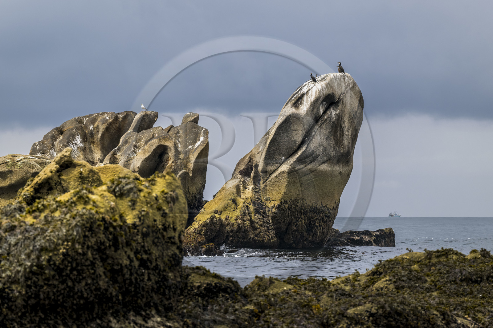 France, Finistère (29), Penmarch, archipel des Étocs, Grand Cormoran (Phalacrocorax carbo) perché sur un rocher