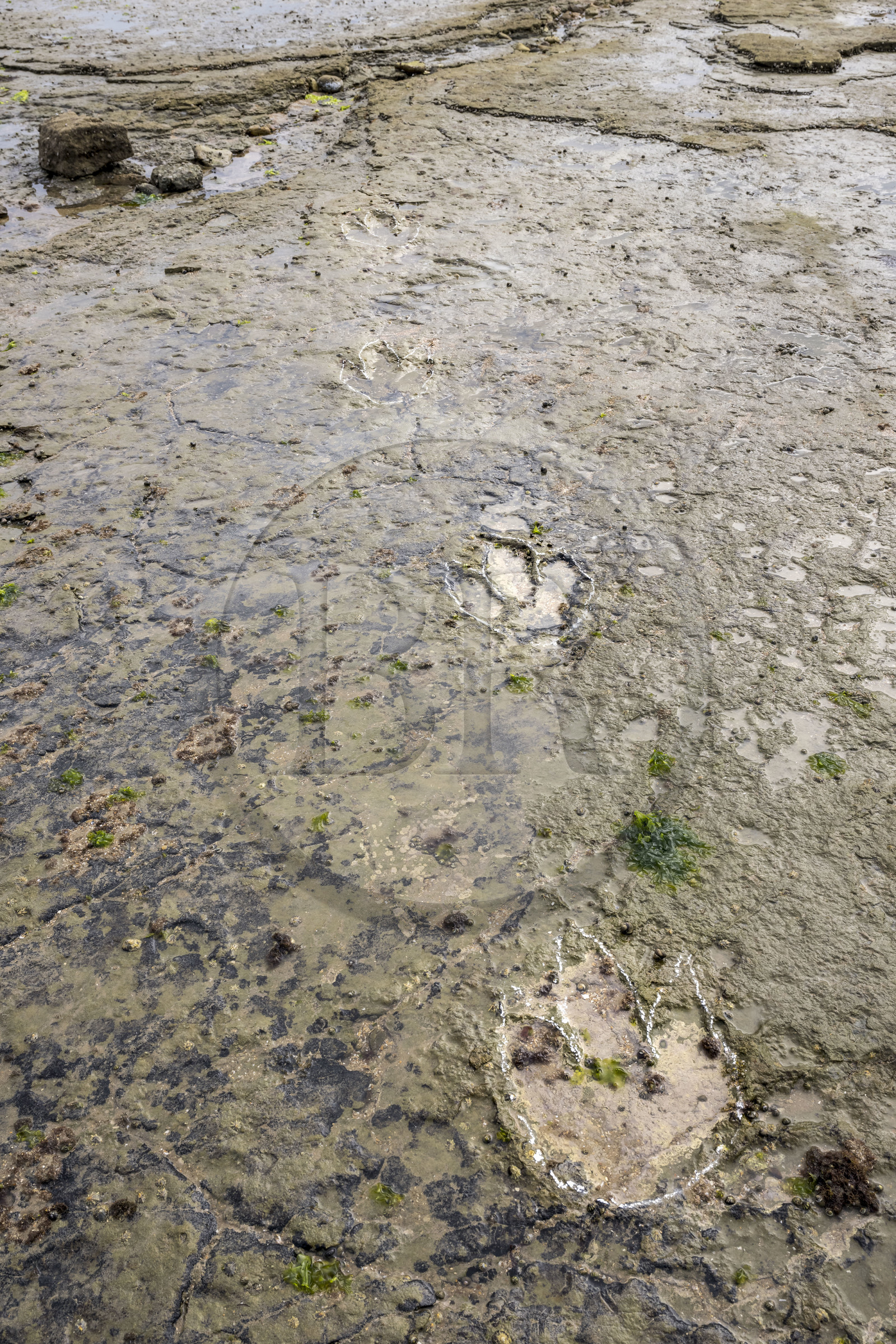 France, Vendée (85), Talmont-Saint-Hilaire, la Pointe du Payré, estran du site du Veillon à marée basse, Didier Neault à gauche et Jack Guichard à droite nous montrent les traces fossiles tridactyles de dinosaures bipèdes datées d'environ 200 millions d’années