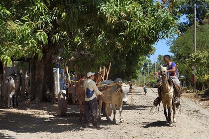 Nicaragua, Ile d'Ometepe sur le lac Nicaragua, village de Merida, charrette à boeufs dans la rue principale