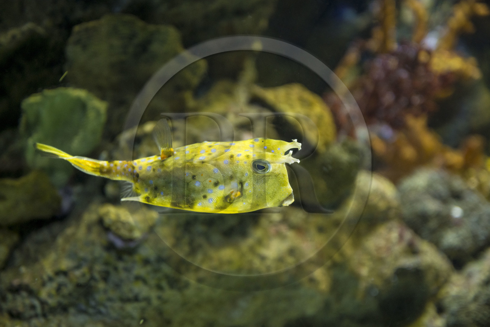 Espagne, Catalogne, Barcelone, Port Vell, l'aquarium, Poisson vache à longues cornes (Lactoria cornuta)
