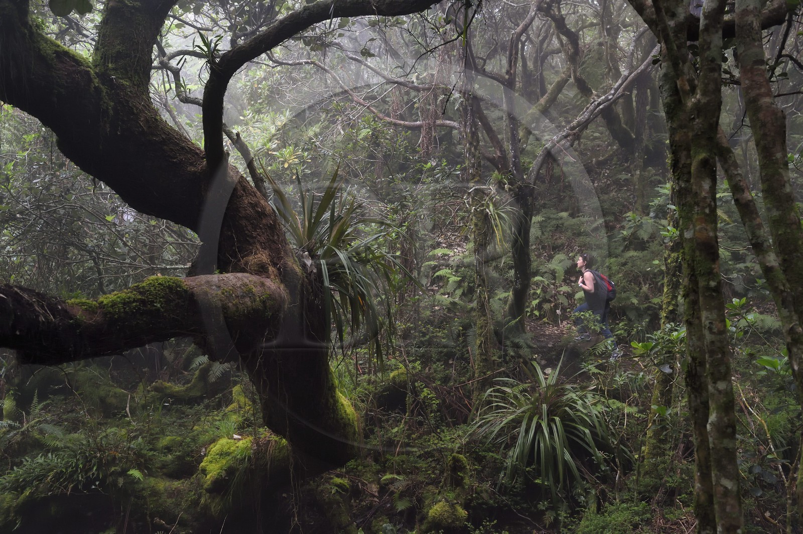 France, Ile de la Reunion, Le Tampon, forêt de Notre-Dame de la Paix en bordure de la Riviere des Remparts sur les pentes du volcan du Piton de la Fournaise