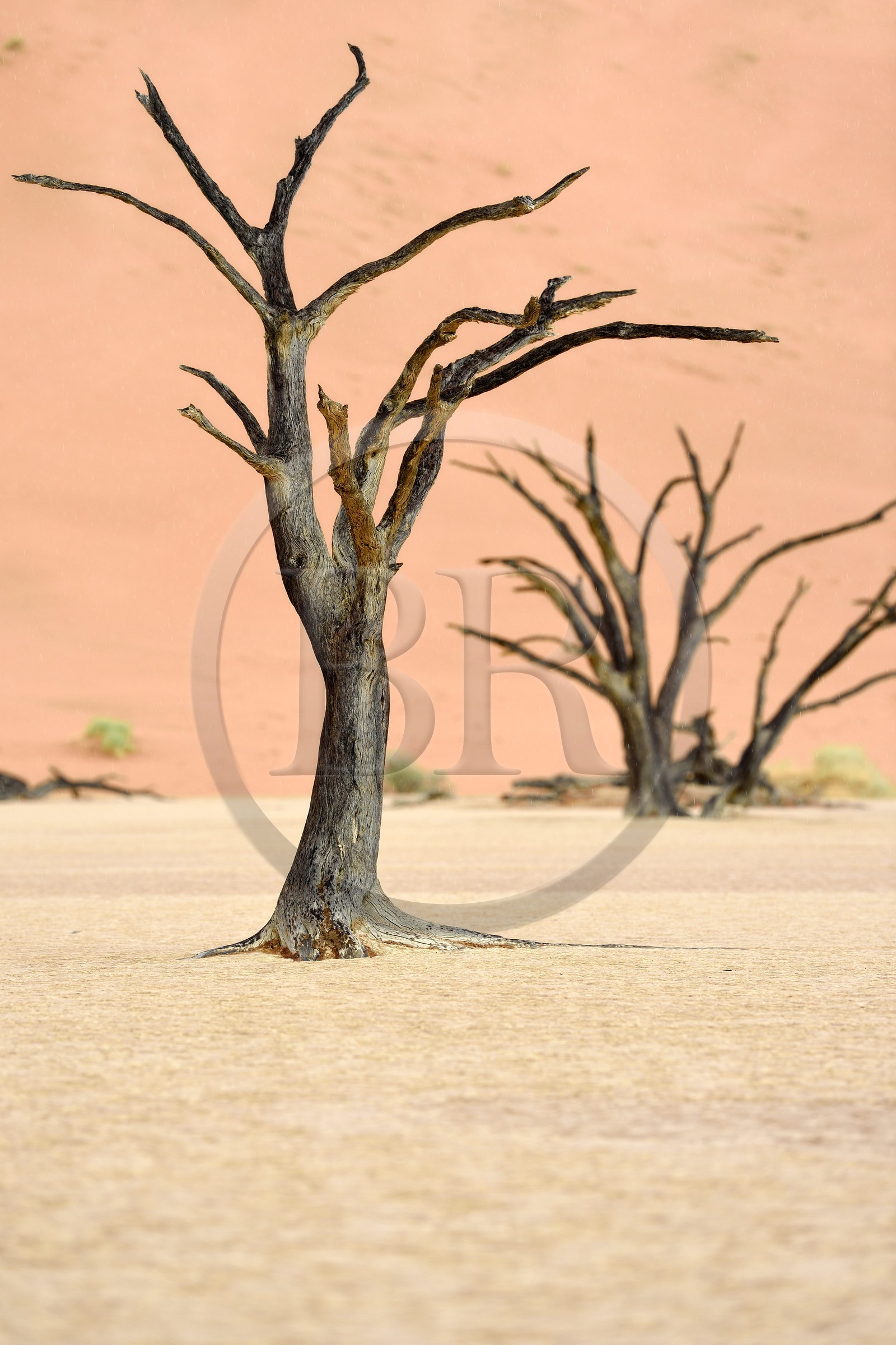 Namibia, Hardap region, Namib desert, Namib-Naukluft national park, Namib Sand Sea listed as World Heritage by UNESCO, Sossusvlei dunes, Dead Vlei, Camelthorn Acacia (Acacia erioloba) dead trees