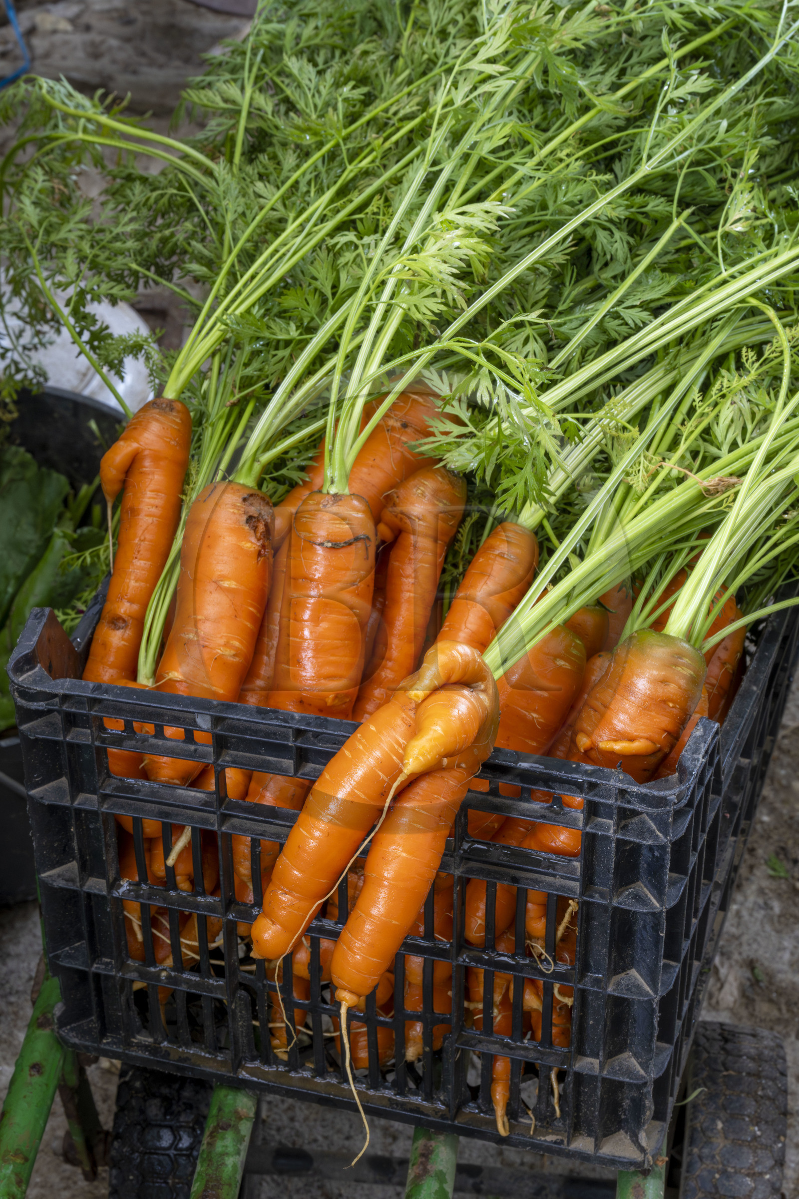 France, Morbihan, Groix Island, Kerdurand, the Gardens of Kerdu, large organic market garden by Erwan and Gael Leclercq, organic carrots