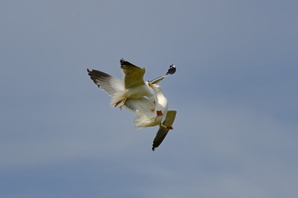 France, Finistere, La Foret Fouesnant, Glenan islands, Penfret island, seagulls fighting
