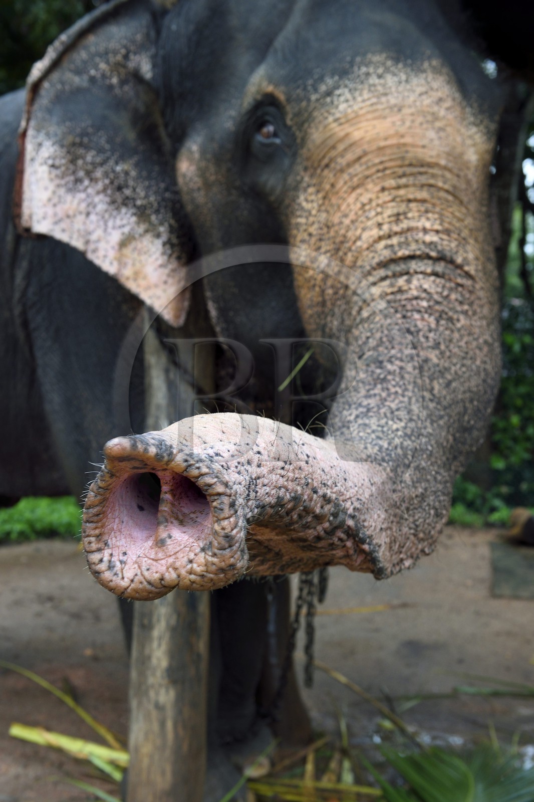 Sri Lanka, province centrale, district de Matale, Sigiriya, trompe d'éléphant