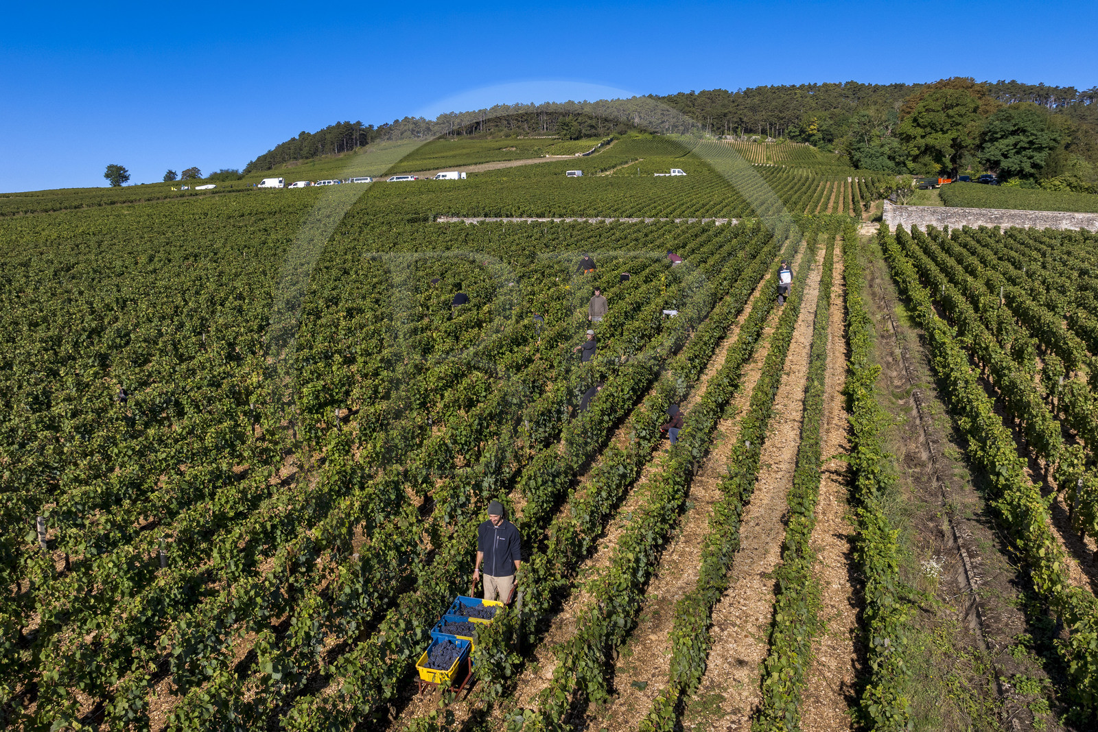 France, Côte-d'Or (21), les climats de Bourgogne classés Patrimoine Mondial de l'UNESCO, Route des Grands Crus, vignoble de la Côte de Beaune, Volnay, vendanges dans la parcelle de Taille-Pieds appartenant aux Hospices de Beaune qui servent à produire un Volnay 1er Cru cuvée Blondeau et cuvée Muteau à partir du cépage Pinot noir (vue aérienne)
