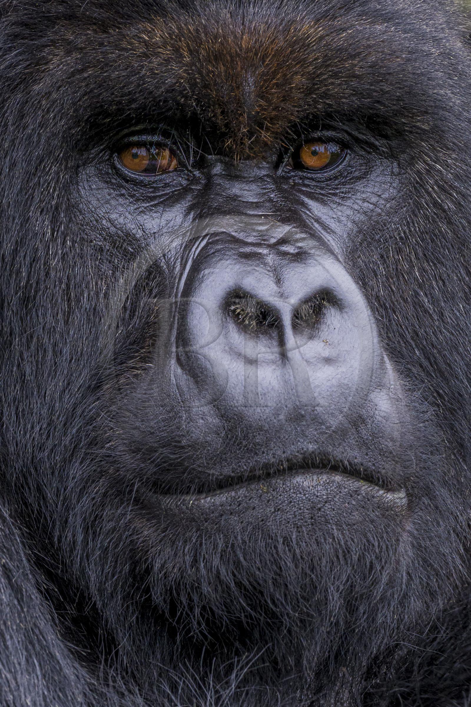 Rwanda, Province du Nord, Parc National des Volcans dans la chaine des Monts Virunga, mont Karisimbi, gorille des montagnes (Gorilla beringei beringei), dos argenté (silverback) nommé Impuzamahanga qui est le male dominant du groupe Susa