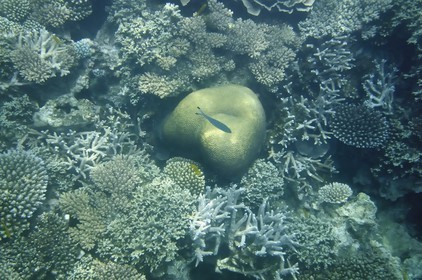 France, Ile de Mayotte, Grande-Terre, Kani-Keli, récif corallien vers la plage de N’Gouja