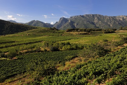 France, Herault, Orb river valley in the region of Mons la Trivalle, AOC Saint-Chinian & Roquebrun