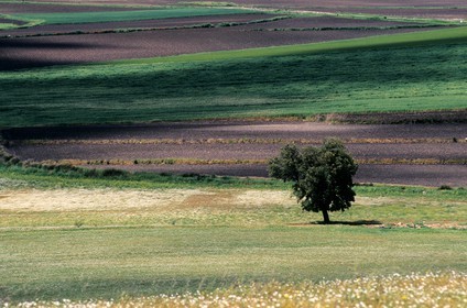 Espagne, Estrémadure, paysage de la plaine au nord de Don Benito, vue de la Sierra del Villar
