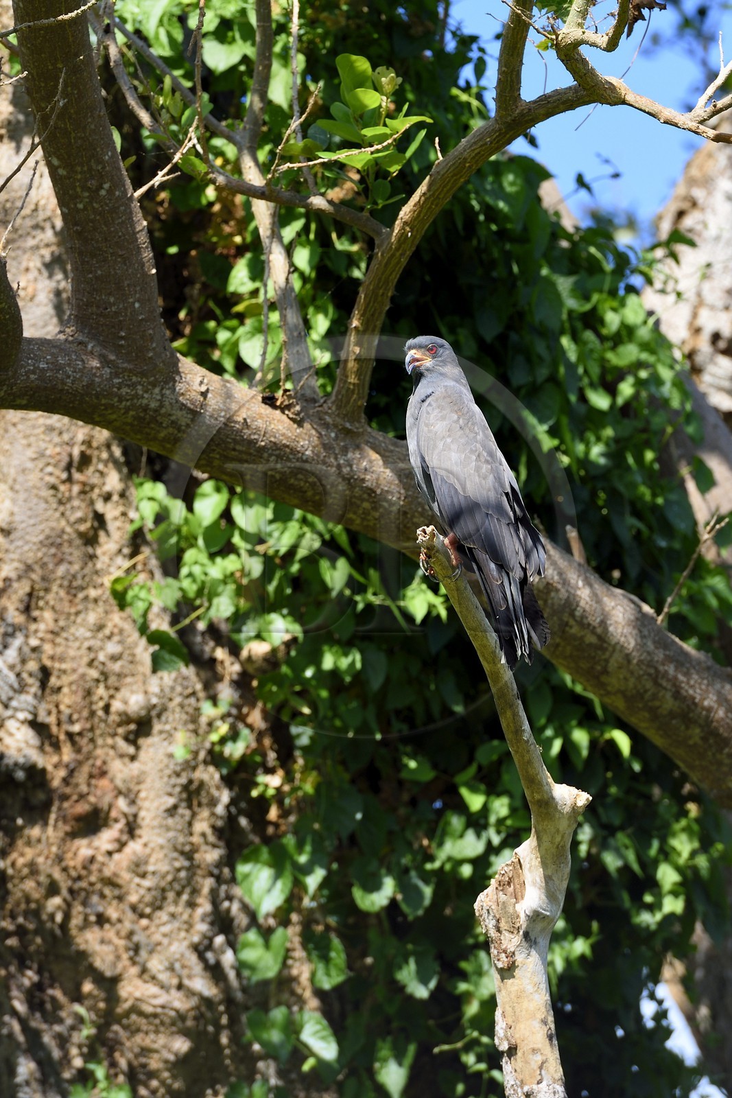Nicaragua, Ometepe Island World Biosphere Reserve in Lake Nicaragua, marshe along the Rio Istian, Snail Kite (Rostrhamus sociabilis)