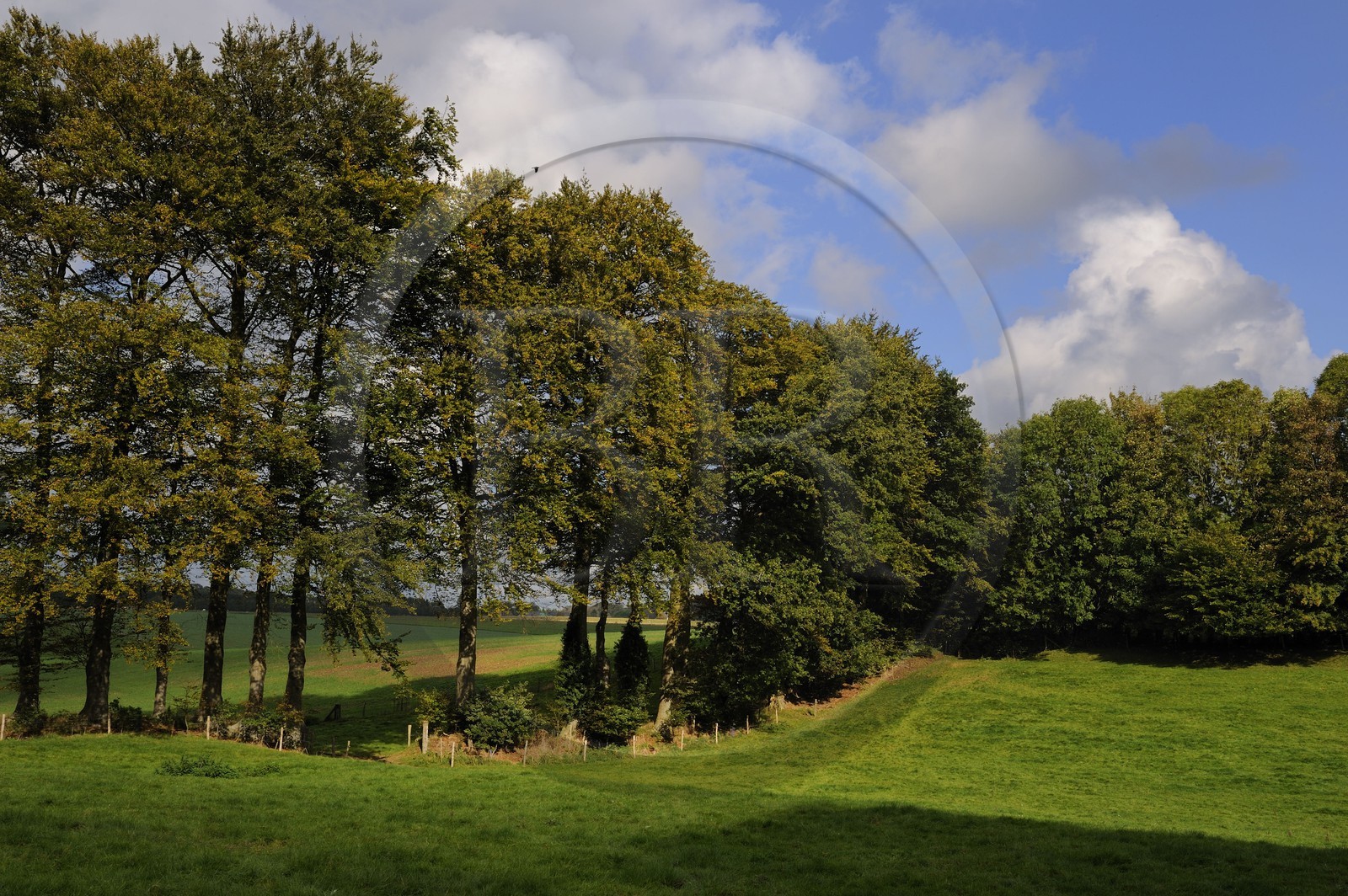 France, Seine-Maritime (76), Bretteville-du-Grand-Caux, clos-masure La Vitrine du Lin, grands arbres qui entourent la propriété