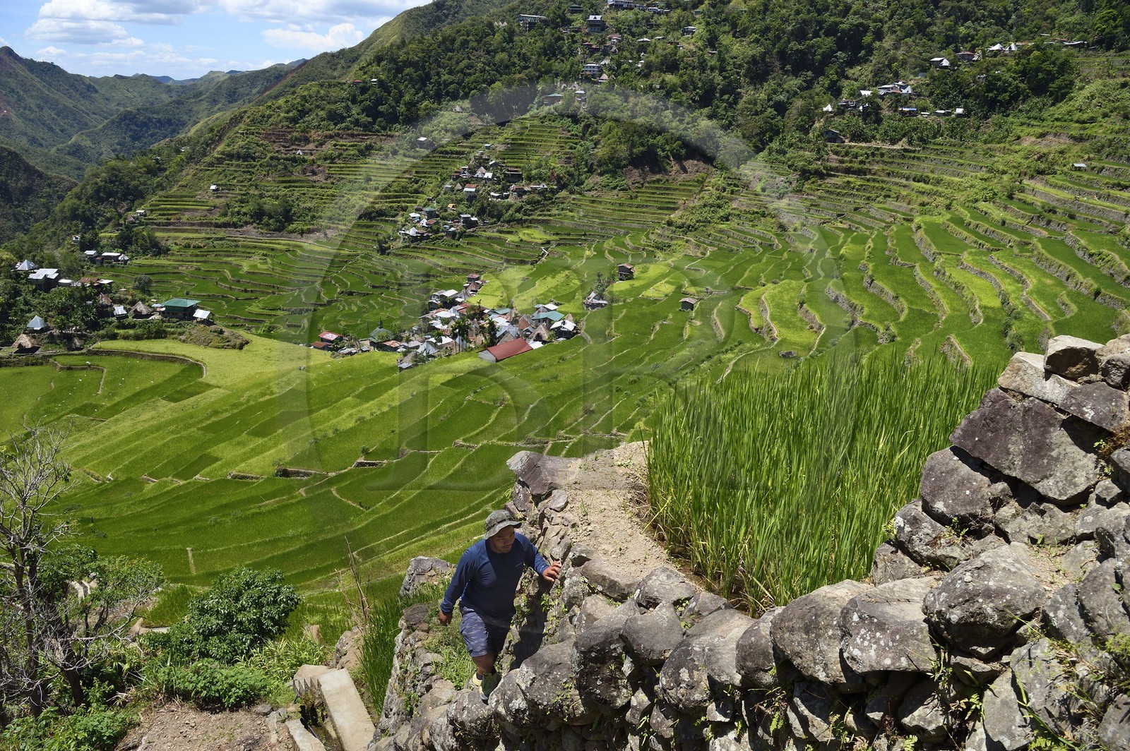 Philippines, province d'Ifugao, randonnée dans les rizières en terrasses de Banaue autour du village de Batad, classées Patrimoine Mondial de l'UNESCO