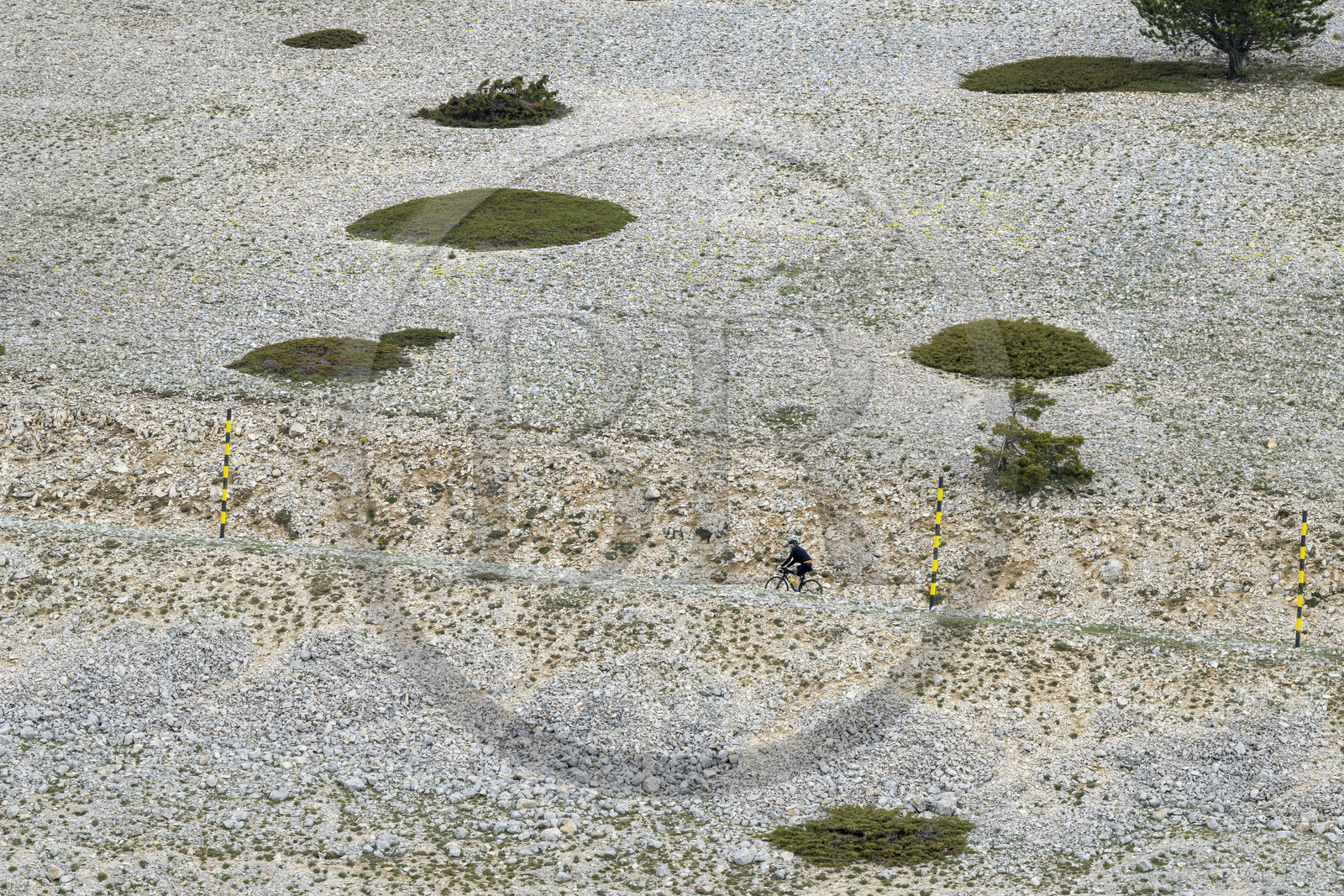 France, Vaucluse (84), Parc Naturel Régional du Mont Ventoux, Bedoin, ascension à vélo du Mont Ventoux par la route D974 sur le versant sud vers le sommet, pierriers tapissés ici et là de genévriers nains