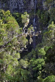 Portugal, Ile de Madère, randonnée dans La forêt de Rabaçal par la levada do Alecrim, mousse espagnole, fille de l'air ou barbe de vieillard (Tillandsia usneoides)