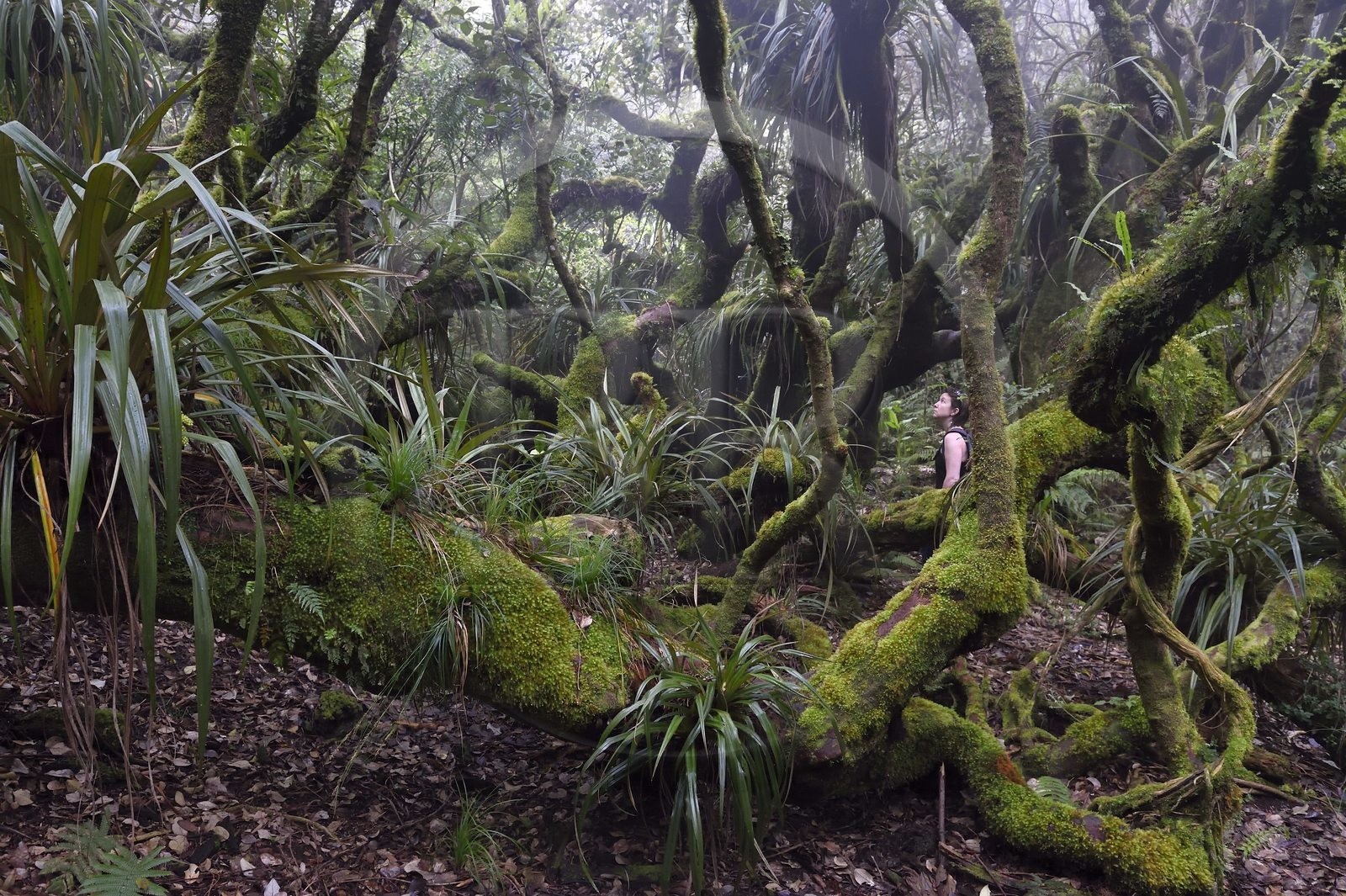 France, Reunion island (French overseas department), Le Tampon, Forest of Our Lady of Peace along the Riviere des Remparts on the slopes of the Piton de la Fournaise volcano