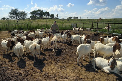 Namibia, Otjiwarongo, Cheetah Conservation Fund’s Livestock Guarding Dog Program has been highly effective at reducing predation rates and thereby reducing the inclination by farmers to trap or shoot cheetahs, the farmer Paul Visser with his Anatolian shepherd Kangal dog and surrounded by its goats