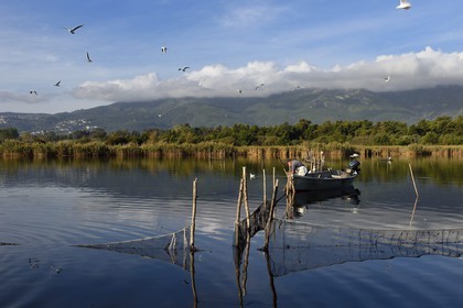 France, Haute-Corse (2B), l'étang de Biguglia (stagnu di Chjurlinu), réserve naturelle de Corse (RNC), pecheur relevant les filets tendus sur des pieux d'aulne